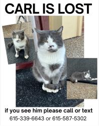 Lost Male Cat last seen McGavock Pike / Lebanon Road, Nashville, TN 37214