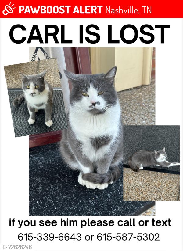 Lost Male Cat last seen McGavock Pike / Lebanon Road, Nashville, TN 37214