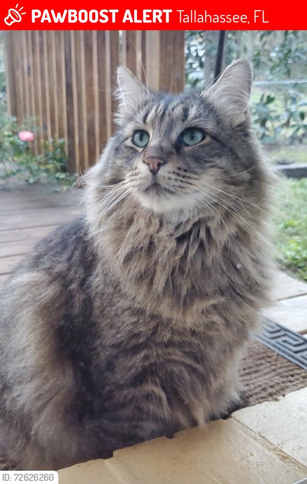 Lost Male Cat last seen Perez Avenue and Domingo Drive, Tallahassee, FL 32304