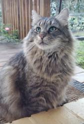 Lost Male Cat last seen Perez Avenue and Domingo Drive, Tallahassee, FL 32304