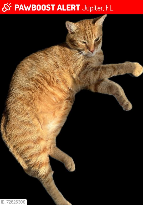 Lost Male Cat last seen US1 and County Line Road, Jupiter, FL 33469
