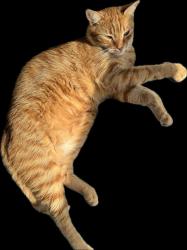 Lost Male Cat last seen US1 and County Line Road, Jupiter, FL 33469