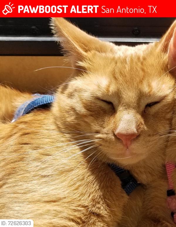 Lost Male Cat last seen Near US 181, San Antonio, TX, San Antonio, TX 78223