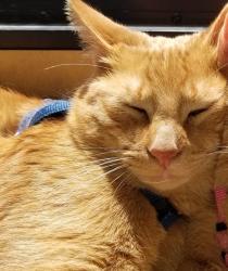 Lost Male Cat last seen Near US 181, San Antonio, TX, San Antonio, TX 78223