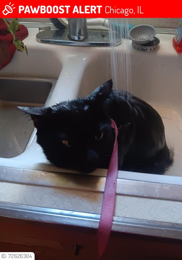 Lost Male Cat last seen lawless high rise parking lot , Chicago, IL 60653