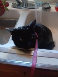 Lost Male Cat last seen lawless high rise parking lot , Chicago, IL 60653