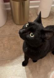 Found/Stray Male Cat last seen Brassie Ave/Albany Terrace Way & Hamilton Rd. , Columbus, OH 43081