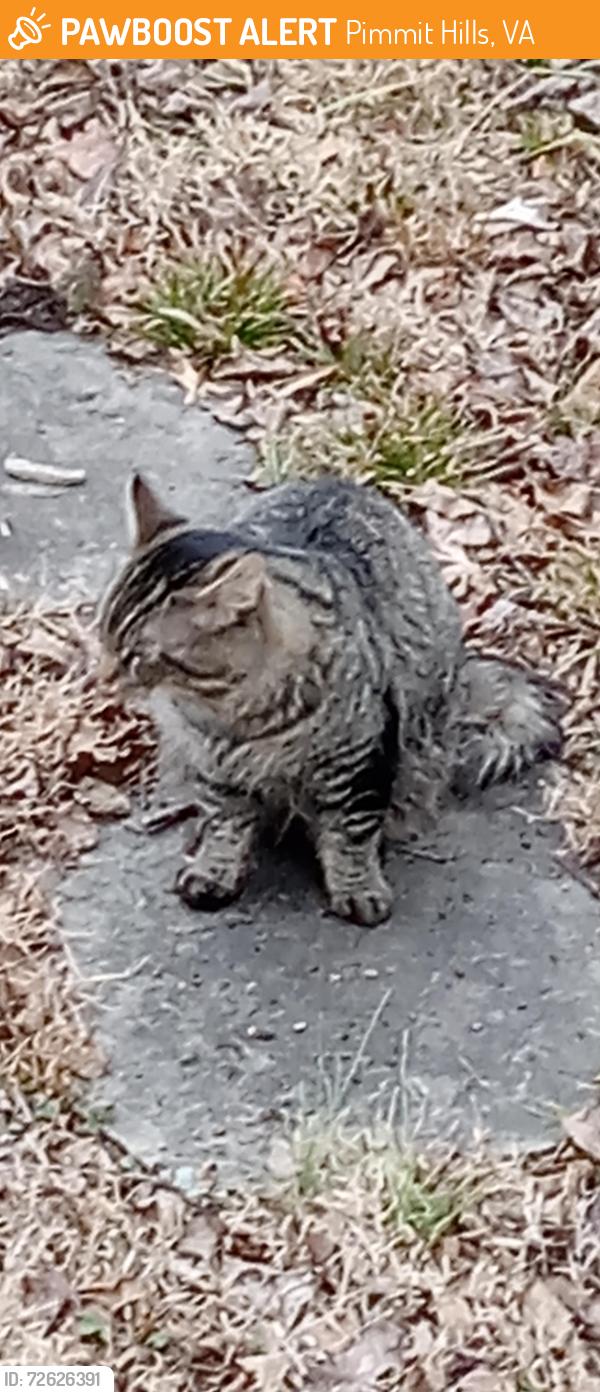 Found/Stray Unknown Cat last seen Friden /Hileman, Pimmit Hills, VA 22043