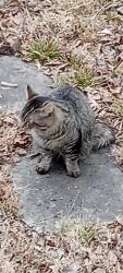 Found/Stray Unknown Cat last seen Friden /Hileman, Pimmit Hills, VA 22043