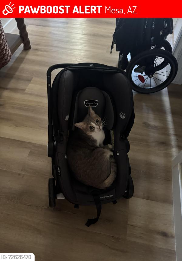 Lost Male Cat last seen Wildflower Round About, Mesa, AZ 85209