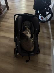 Lost Male Cat last seen Wildflower Round About, Mesa, AZ 85209