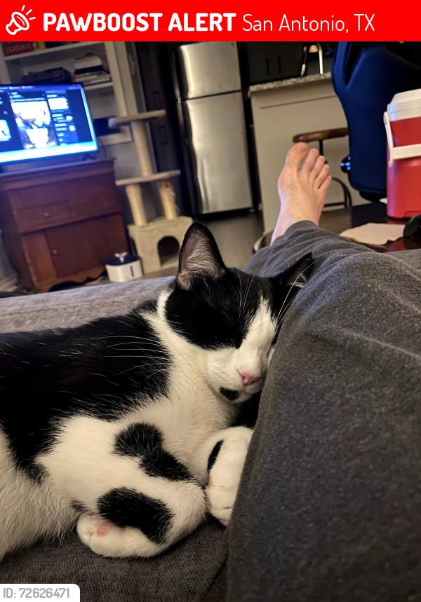 Lost Male Cat last seen Near W French Pl, San Antonio, TX 78212