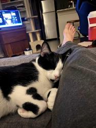 Lost Male Cat last seen Near W French Pl, San Antonio, TX 78212