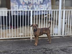 Lost Male Dog last seen At hse, Miramar, FL 33025