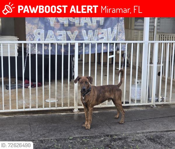 Lost Male Dog last seen At hse, Miramar, FL 33025