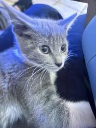 Lost Female Cat last seen Florence, Huntington Park, CA 90255