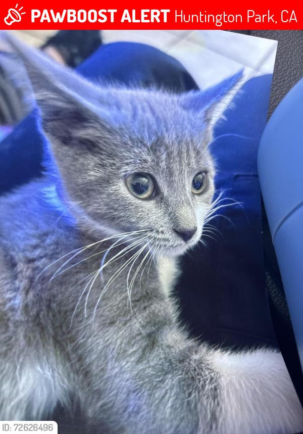 Lost Female Cat last seen Florence, Huntington Park, CA 90255