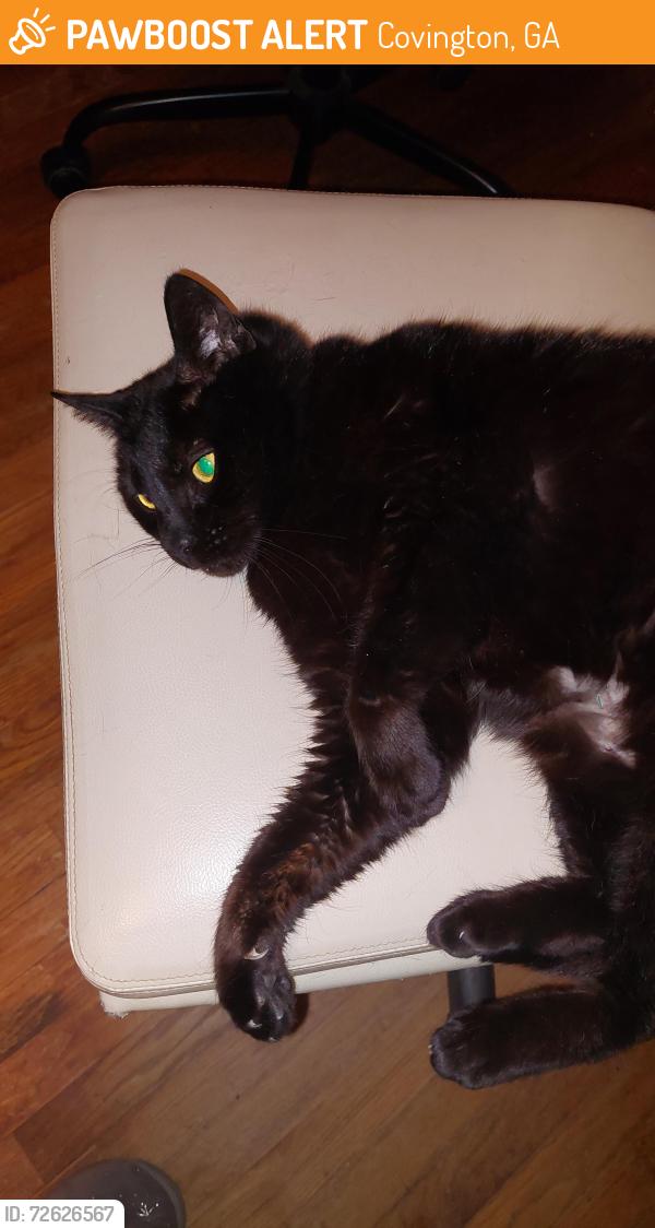 Found/Stray Female Cat last seen Salem and Highway 81, Covington GA, Covington, GA 30016