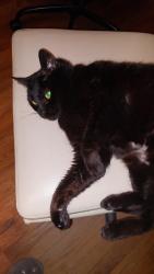 Found/Stray Female Cat last seen Salem and Highway 81, Covington GA, Covington, GA 30016