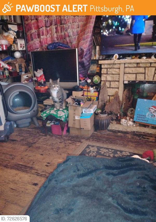 Found/Stray Unknown Cat last seen Gregory st 15203, Pittsburgh, PA 15203