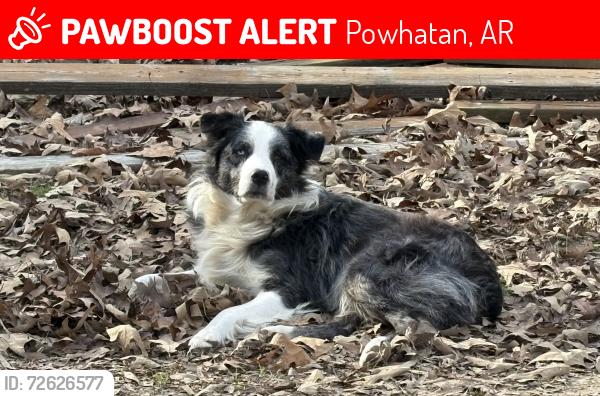 Lost Male Dog last seen Powhatan Cemetery, Powhatan, AR 72458