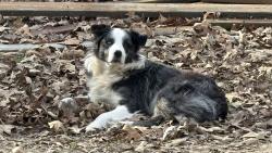Lost Male Dog last seen Powhatan Cemetery, Powhatan, AR 72458