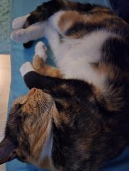 Lost Female Cat last seen W Basilico st, Crystal River, FL 34428