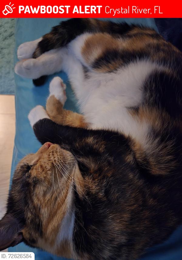 Lost Female Cat last seen W Basilico st, Crystal River, FL 34428