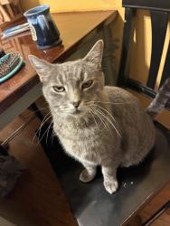 Lost Male Cat last seen North hills swim club, Cincinnati, OH 45224