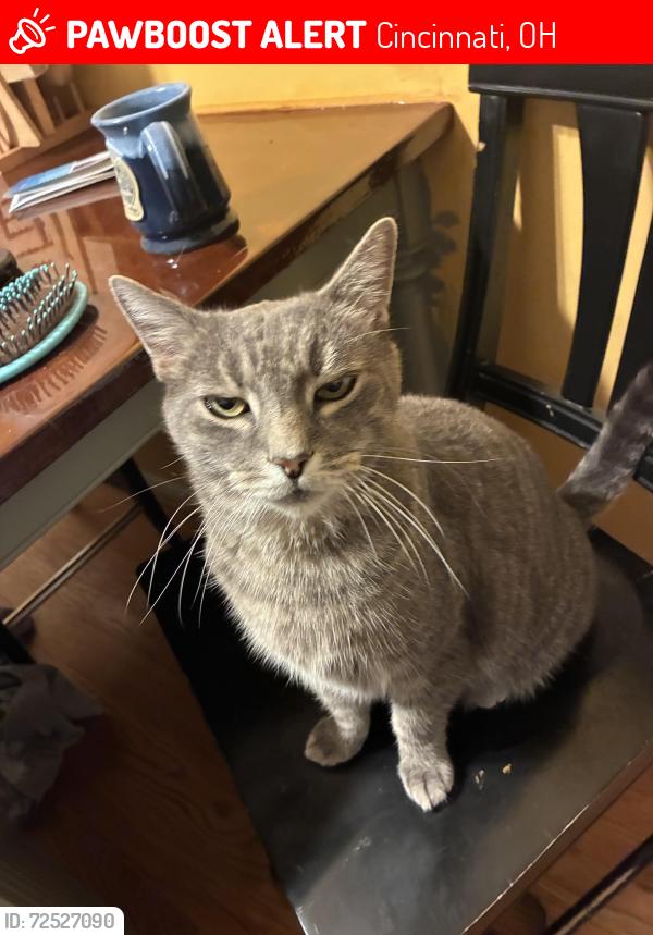 Lost Male Cat last seen North hills swim club, Cincinnati, OH 45224