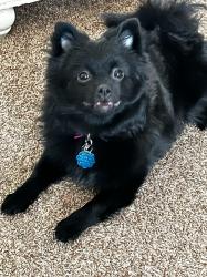 Lost Female Dog last seen Cholla High School, Tucson, AZ 85713