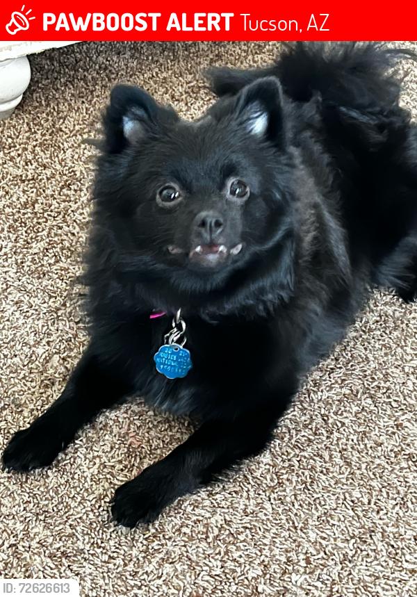 Lost Female Dog last seen Cholla High School, Tucson, AZ 85713