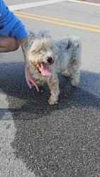 Found/Stray Female Dog last seen Aquabella By Lennar, Hialeah, Hialeah, FL 33018