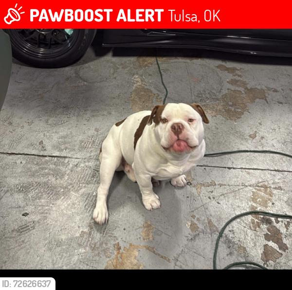 Lost Male Dog last seen Behind east central junior high, Tulsa, OK 74129