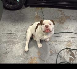 Lost Male Dog last seen Behind east central junior high, Tulsa, OK 74129