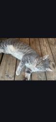 Lost Male Cat last seen Ne 18th street and east university ave, Gainesville, FL 32641