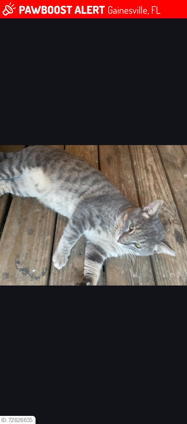 Lost Male Cat last seen Ne 18th street and east university ave, Gainesville, FL 32641