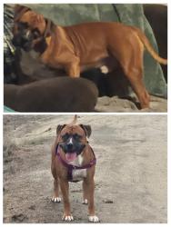 Lost Male Dog last seen Gas refinery guard shack, Tupman, CA 93276