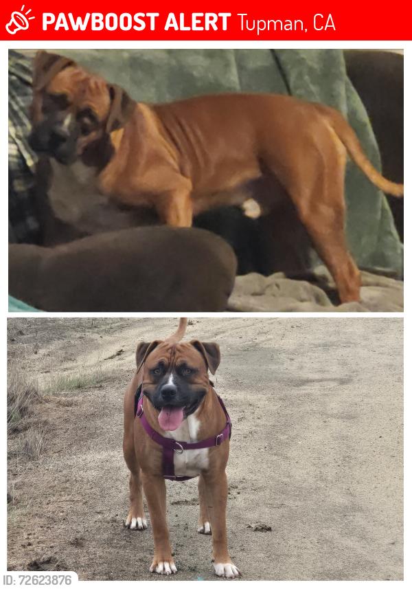 Lost Male Dog last seen Gas refinery guard shack, Tupman, CA 93276