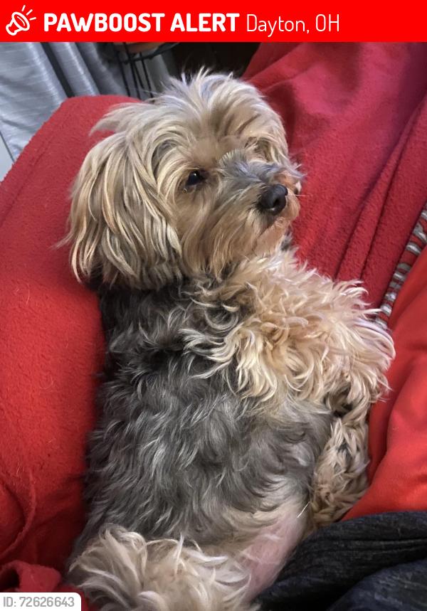 Lost Female Dog last seen Nill Ave and King ave, Dayton, OH 45420