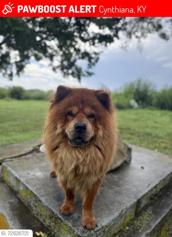 Lost Male Dog last seen Commonwealth, 27 S , Haviland, Blackbird. , Cynthiana, KY 41031