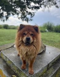 Lost Male Dog last seen Commonwealth, 27 S , Haviland, Blackbird. , Cynthiana, KY 41031