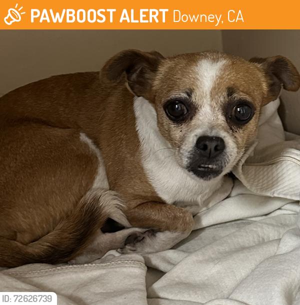 Found/Stray Female Dog last seen Firestone blvd and Stewart and Gray, Downey, CA 90241