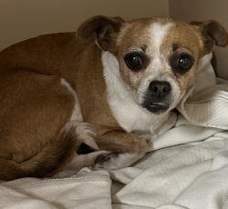 Found/Stray Female Dog last seen Firestone blvd and Stewart and Gray, Downey, CA 90241