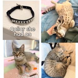 Found/Stray Female Cat last seen Unknown , Charlotte, NC 28202