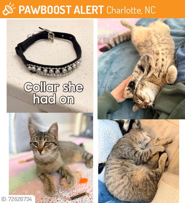 Found/Stray Female Cat last seen Unknown , Charlotte, NC 28202