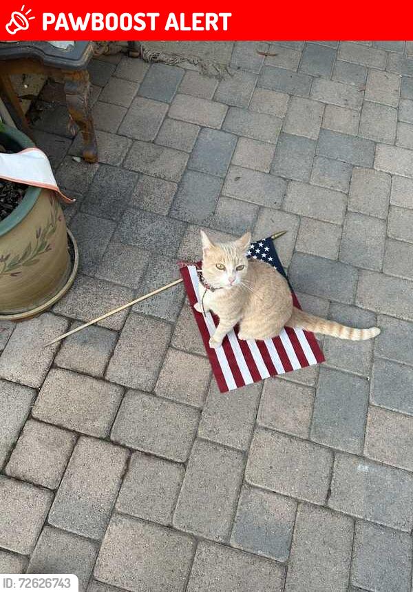 Lost Female Cat last seen palm and goldenwest, Huntington Beach, CA 92648