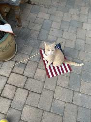 Lost Female Cat last seen palm and goldenwest, Huntington Beach, CA 92648