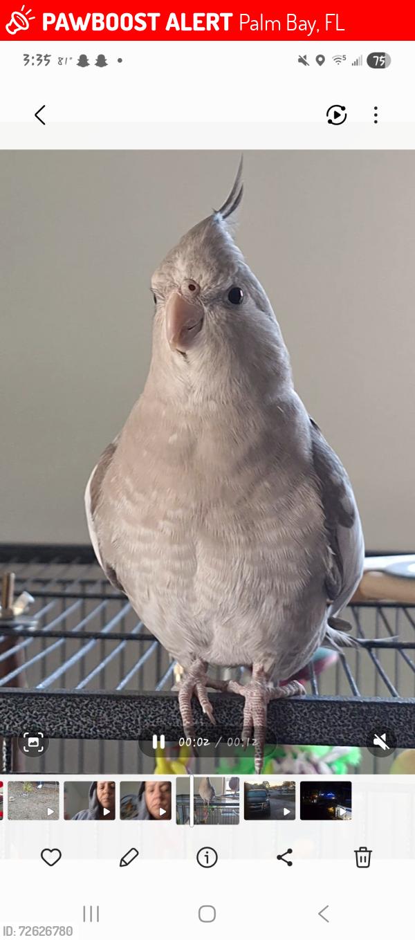 Lost Female Bird last seen San Filippo/Wyoming , Palm Bay, FL 32909