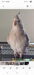 Lost Female Bird last seen San Filippo/Wyoming , Palm Bay, FL 32909